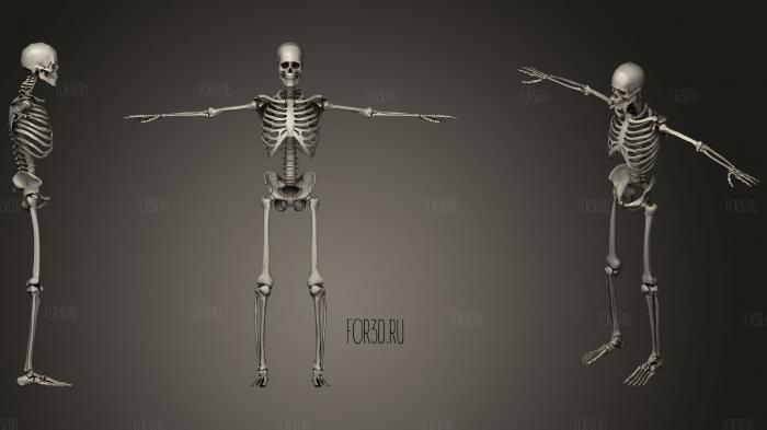 Male Skeleton 3d stl модель для ЧПУ